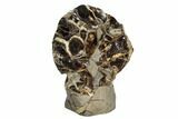 Polished Septarian Spiderweb Sculpture ( lbs) #93160-3